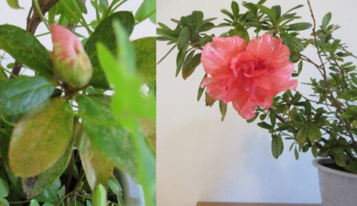 秋なのにツツジが開花・・・？